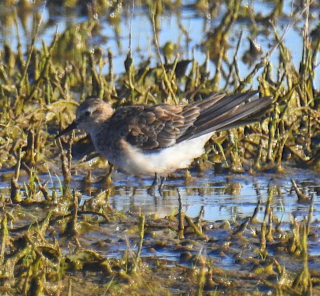 White-rumped Sandpiper - ML625575025