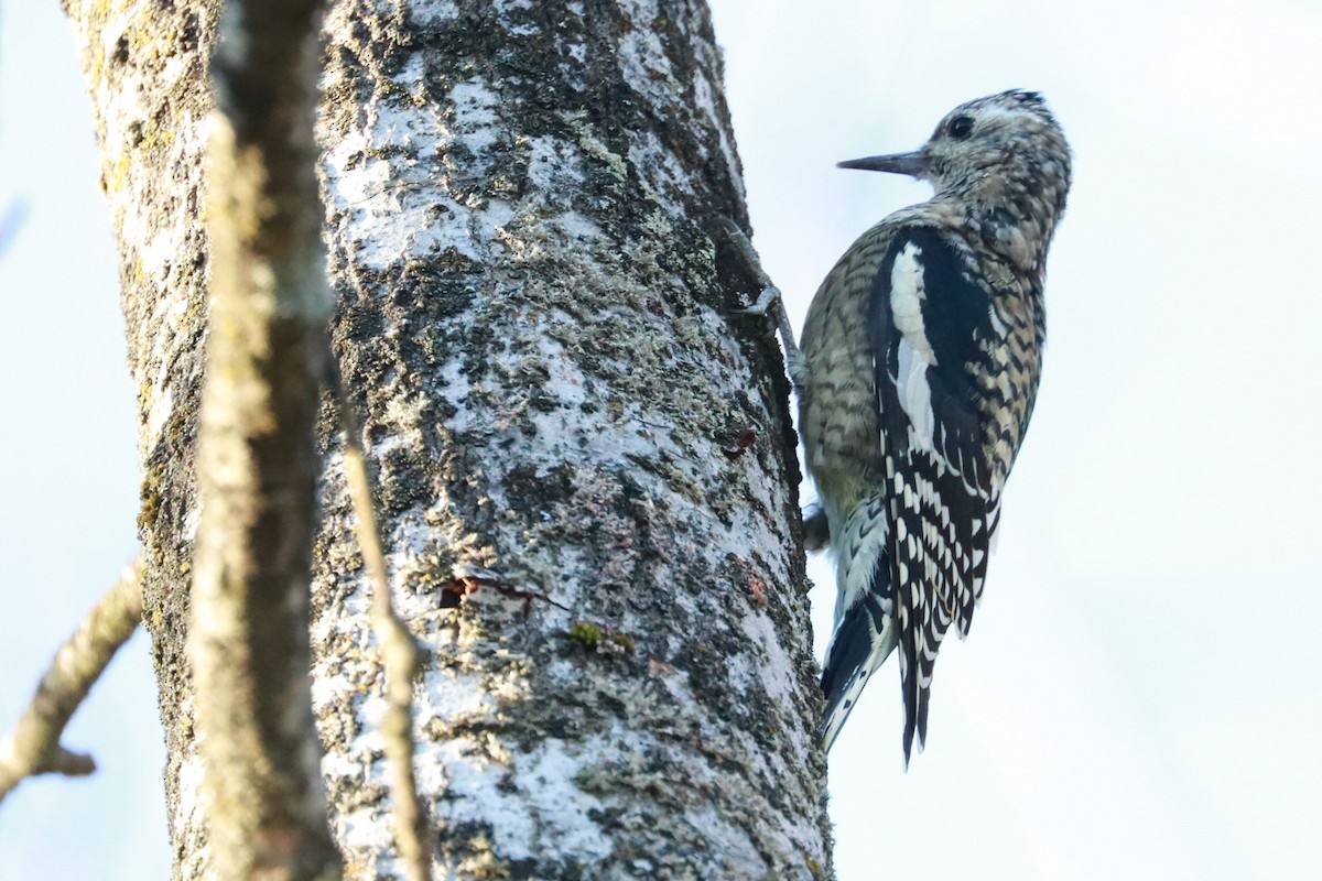 Yellow-bellied Sapsucker - ML625575031