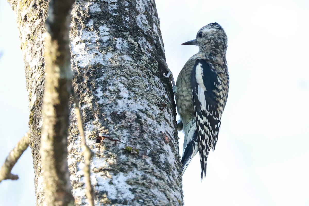 Yellow-bellied Sapsucker - ML625575032