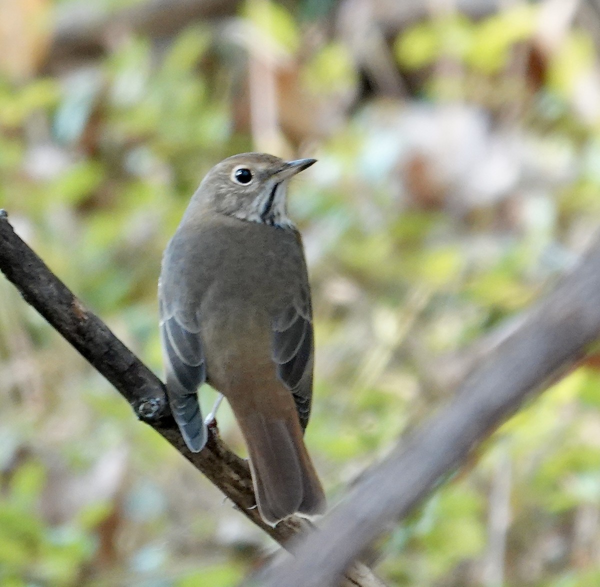 Hermit Thrush - ML625575033