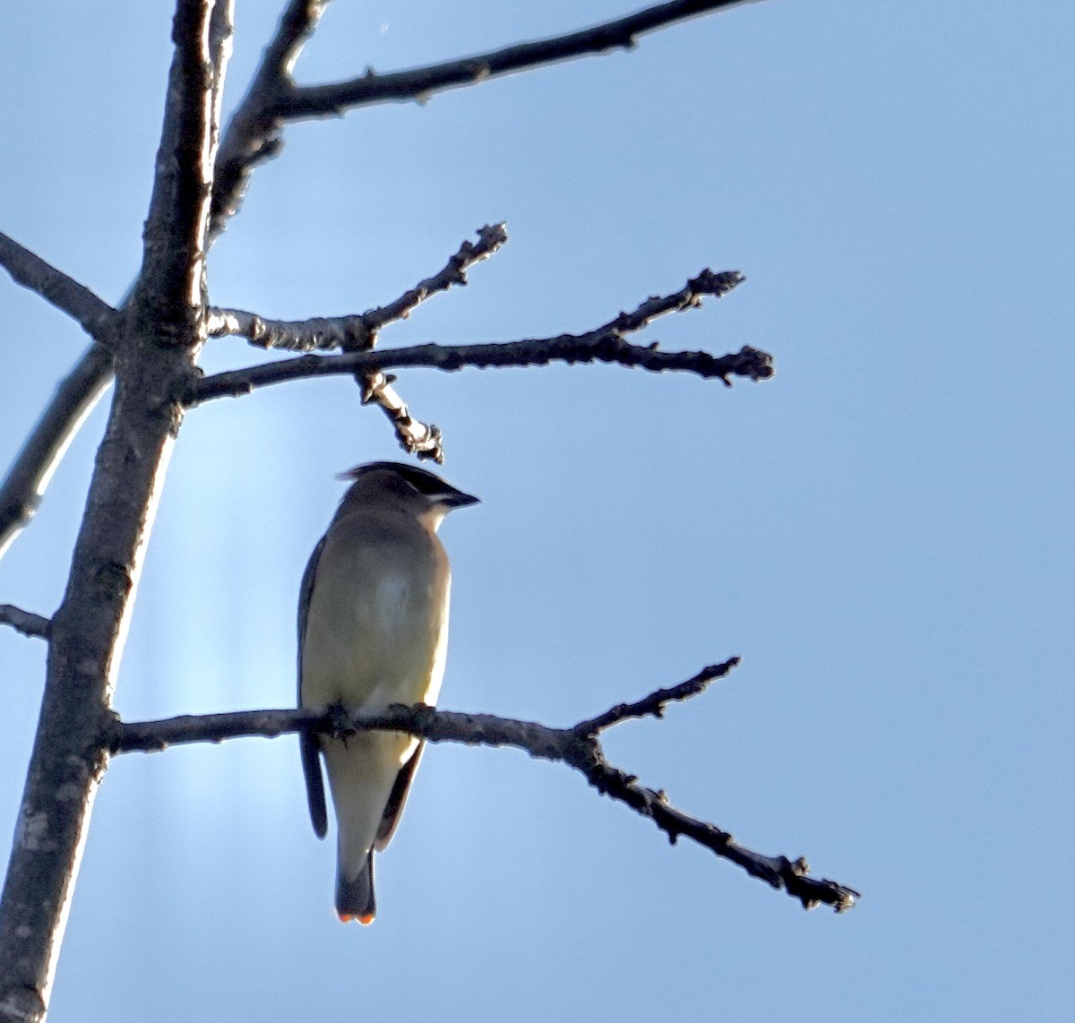 Cedar Waxwing - ML625575040