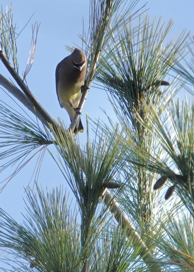 Cedar Waxwing - ML625575041