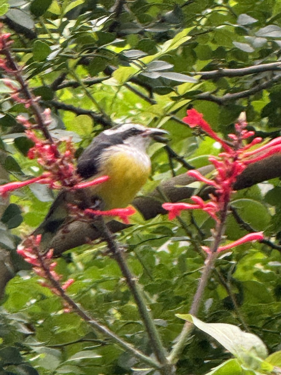 Bananaquit - ML625575045