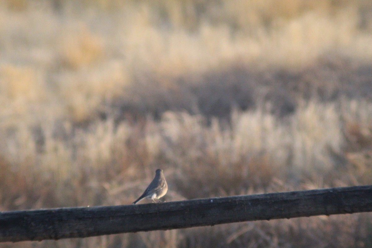 Mountain Bluebird - ML625575046