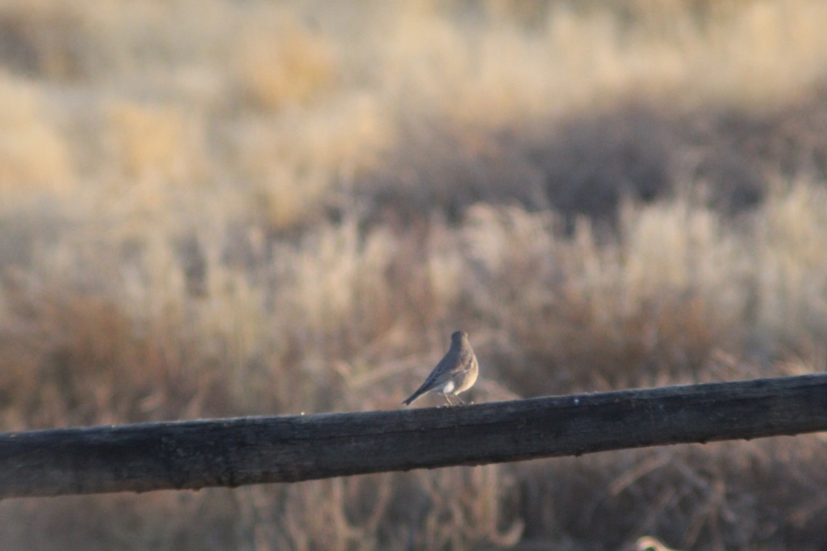 Mountain Bluebird - ML625575047