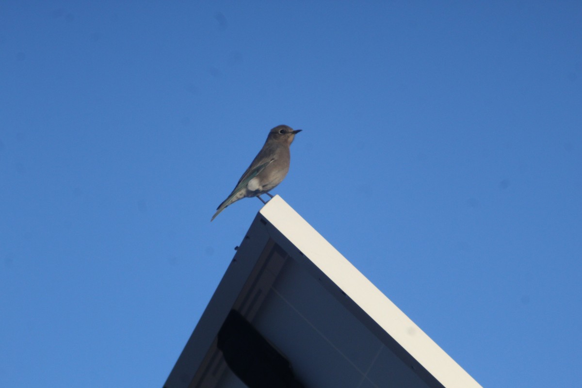 Mountain Bluebird - ML625575048