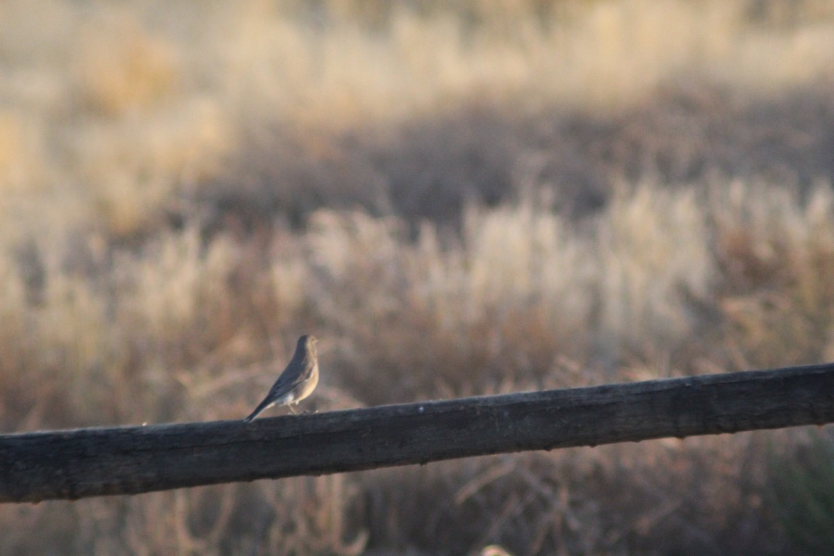 Mountain Bluebird - Isaac Anderson