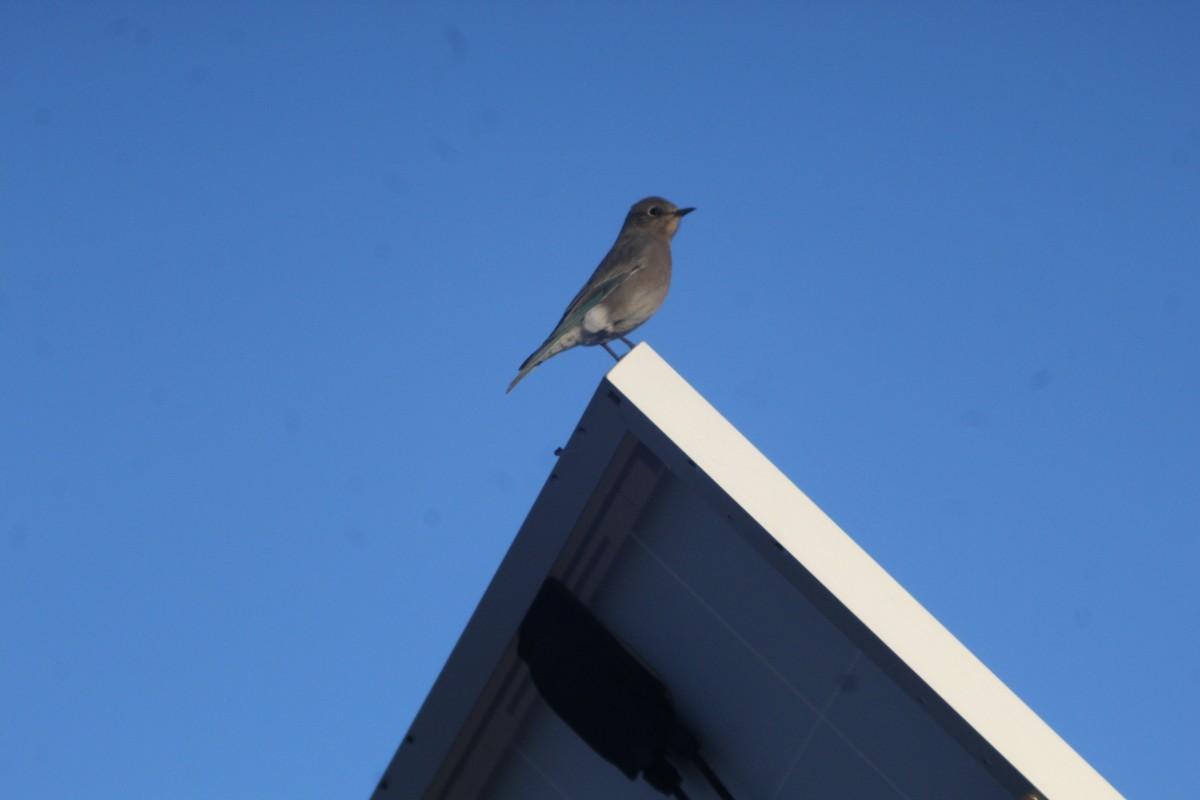 Mountain Bluebird - ML625575050