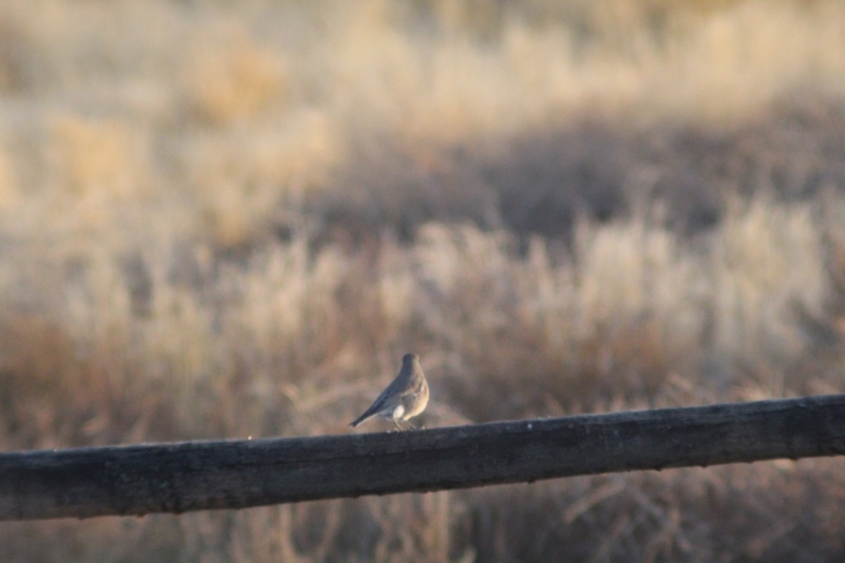 Mountain Bluebird - ML625575051