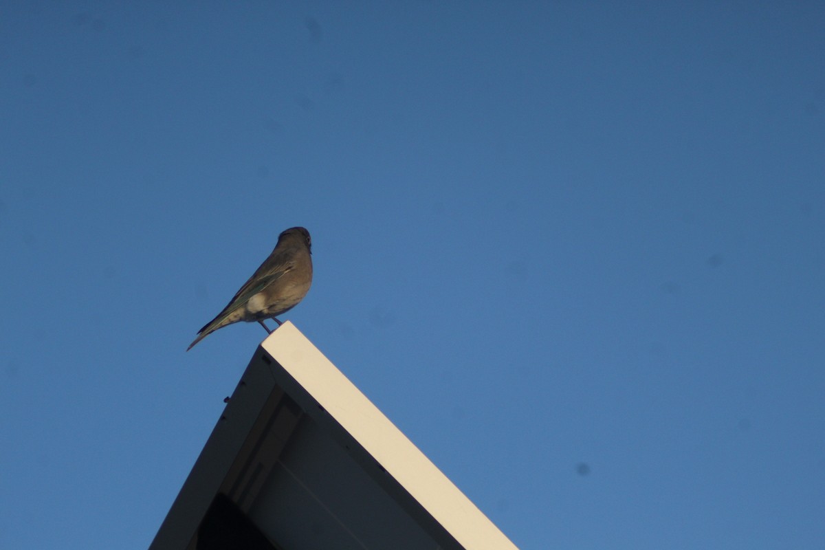 Mountain Bluebird - ML625575052