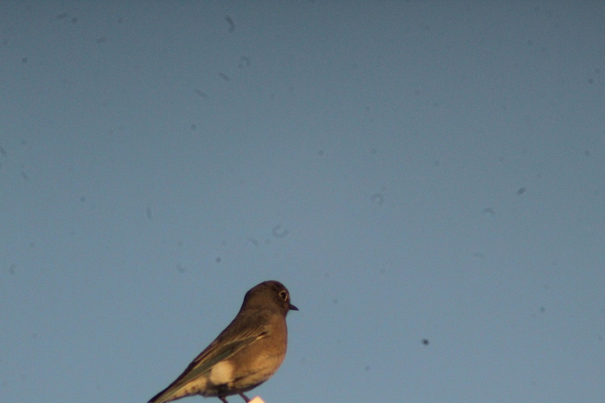 Mountain Bluebird - ML625575053