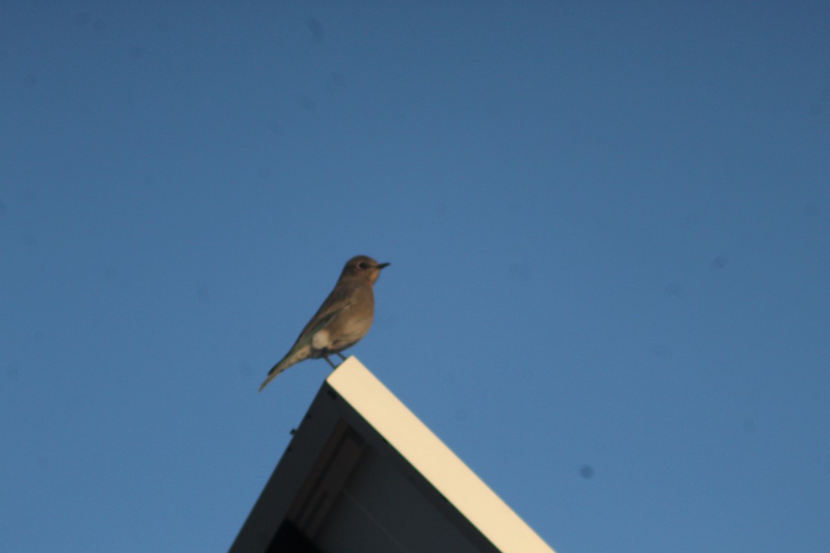 Mountain Bluebird - Isaac Anderson