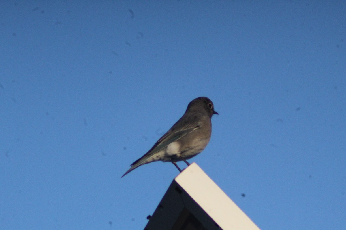 Mountain Bluebird - ML625575055