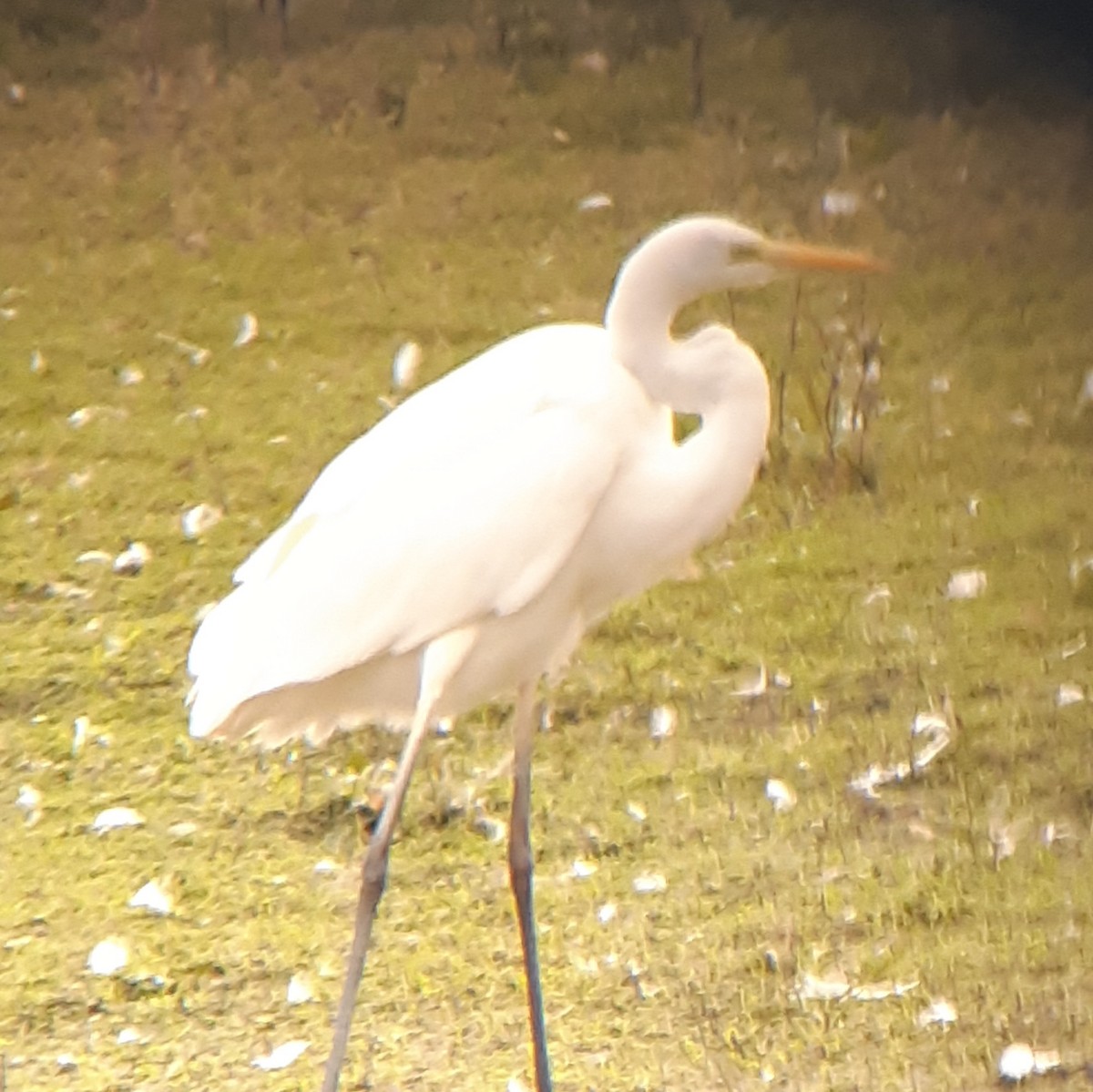 Great Egret - ML625575056