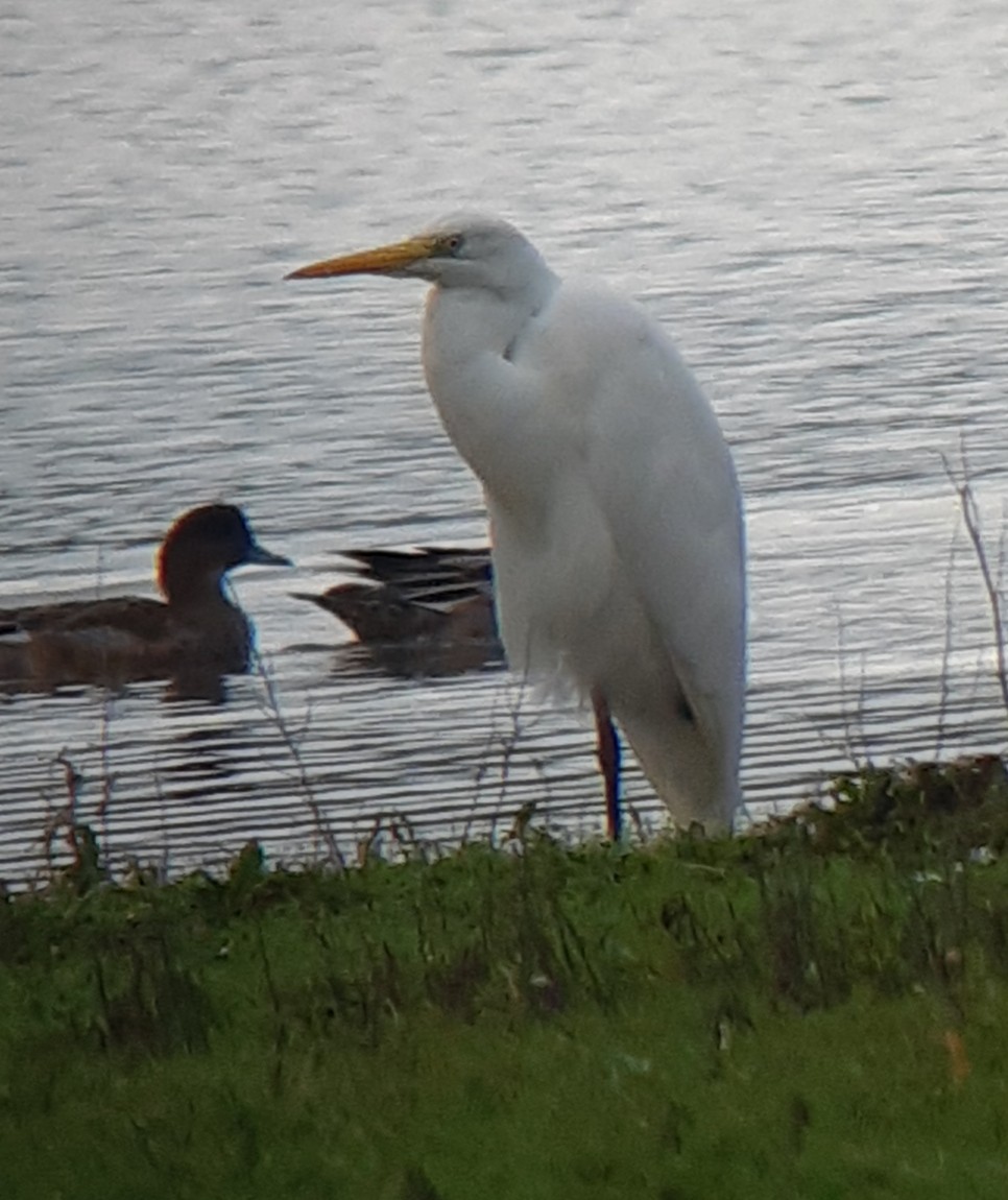 Great Egret - Brian Hedley