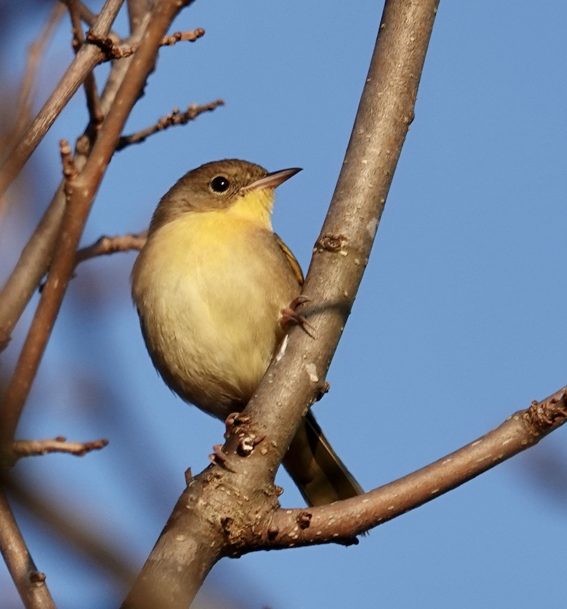 Common Yellowthroat - ML625575059