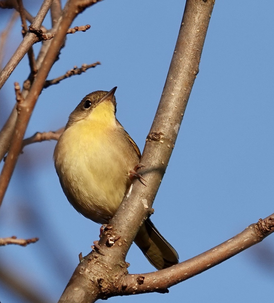 Common Yellowthroat - ML625575060