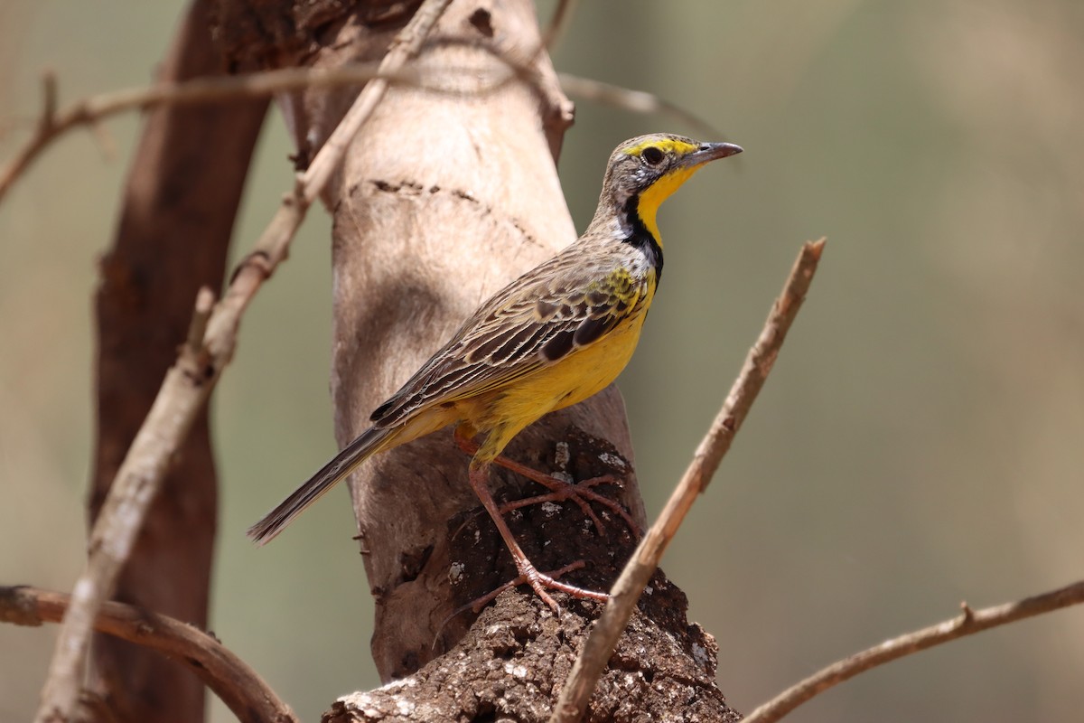 Yellow-throated Longclaw - ML625575062