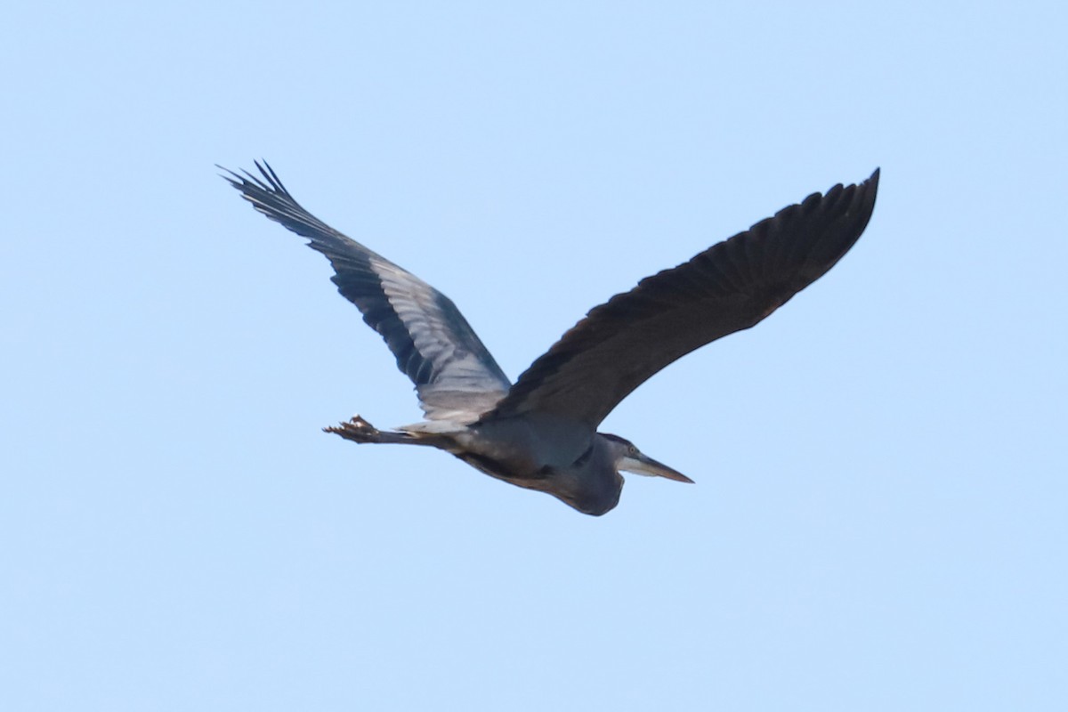 Great Blue Heron - ML625575063