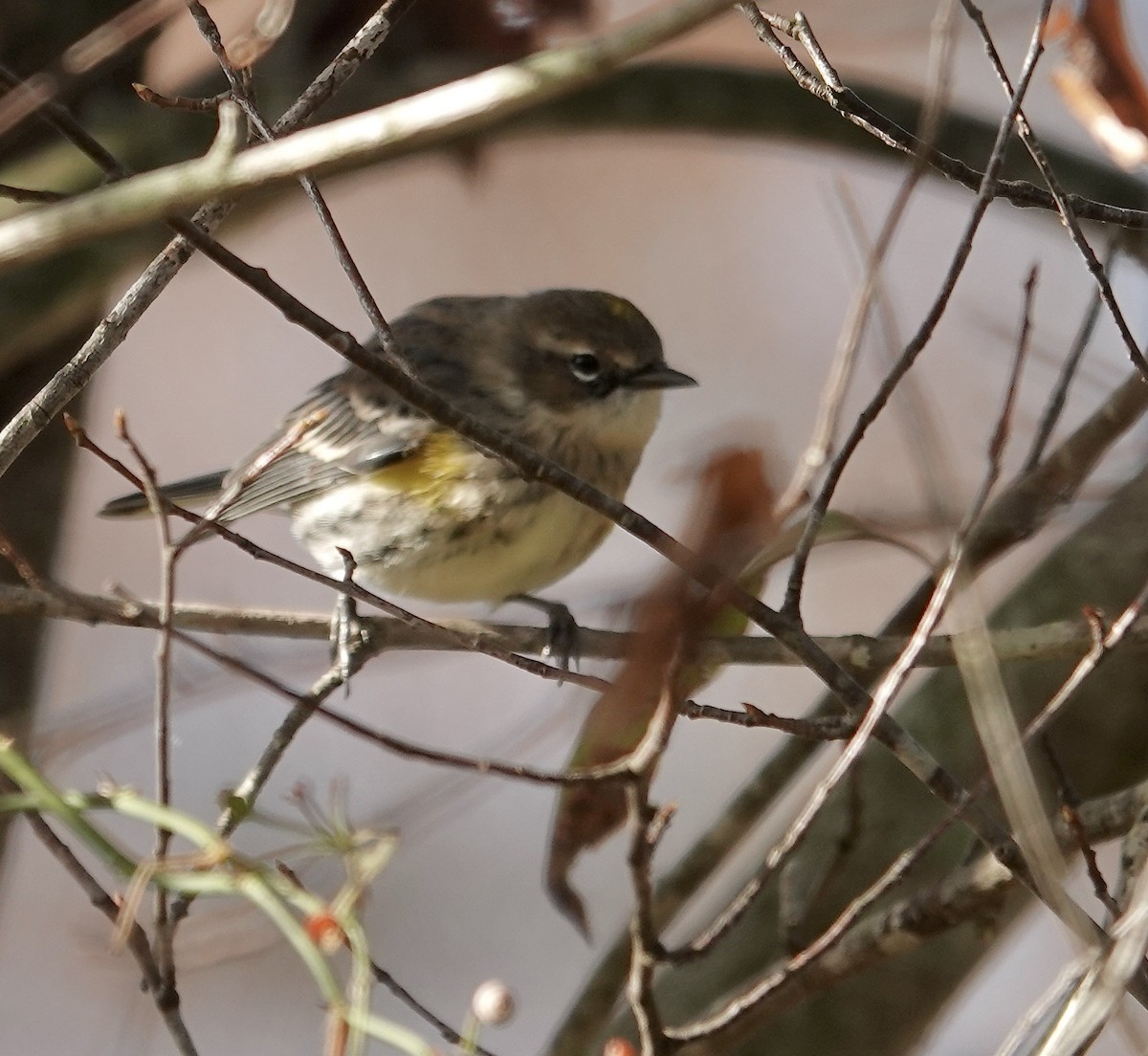 Yellow-rumped Warbler - ML625575064