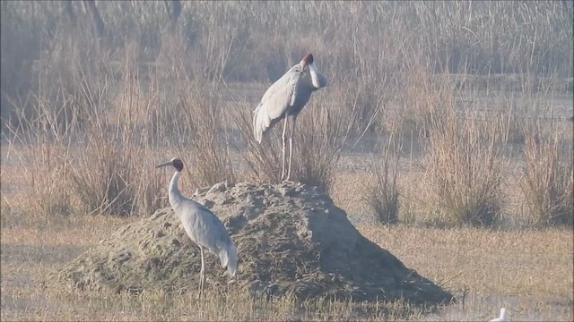 Sarus Crane - ML625575065