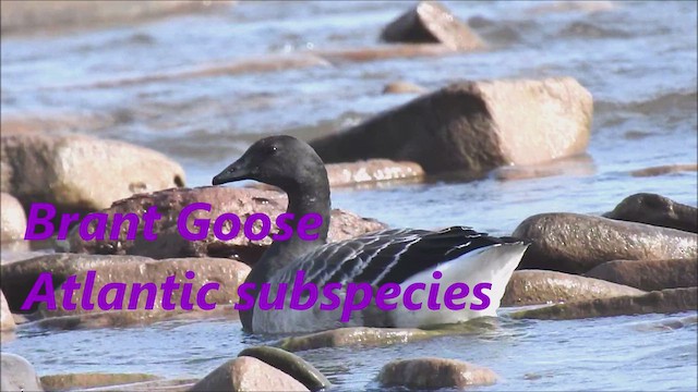 Brant (Atlantic) - ML625575074