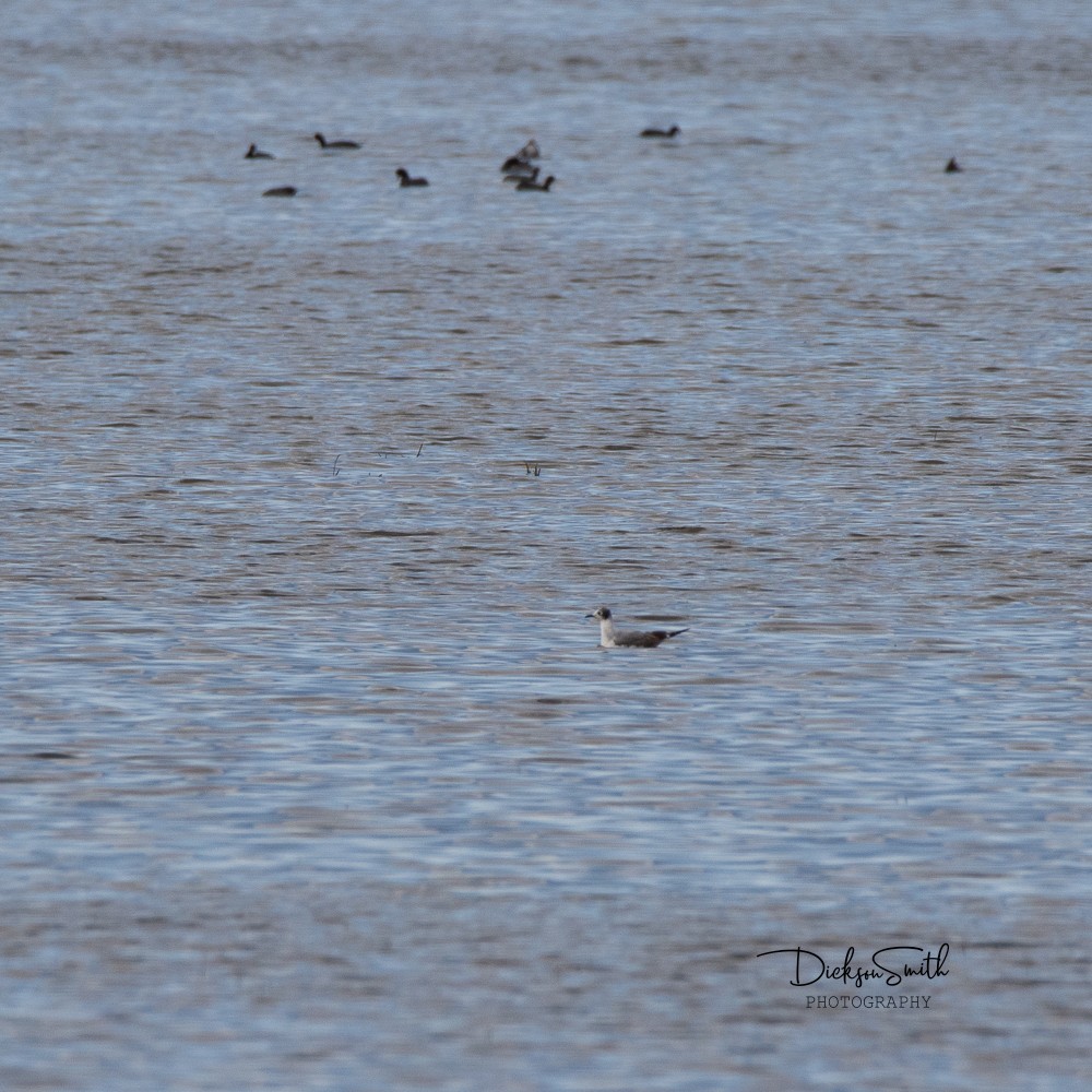 Franklin's Gull - Dickson Smith