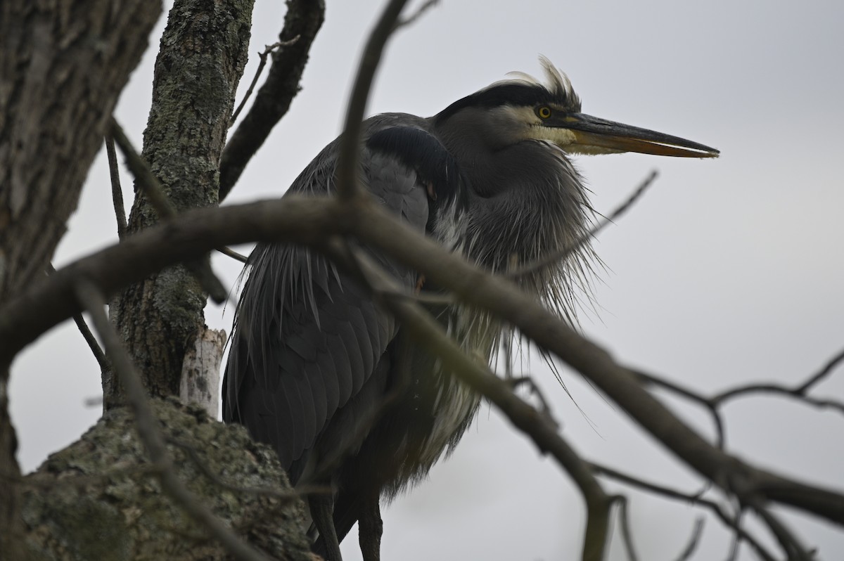 Great Blue Heron - ML625575112