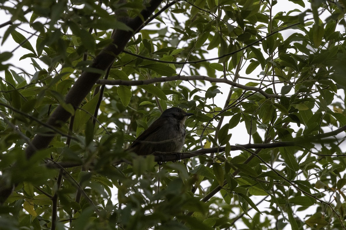 Collared Palm-Thrush - ML625575116