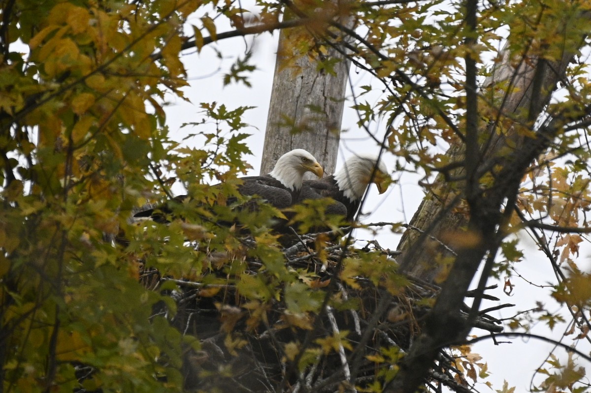 Weißkopf-Seeadler - ML625575117