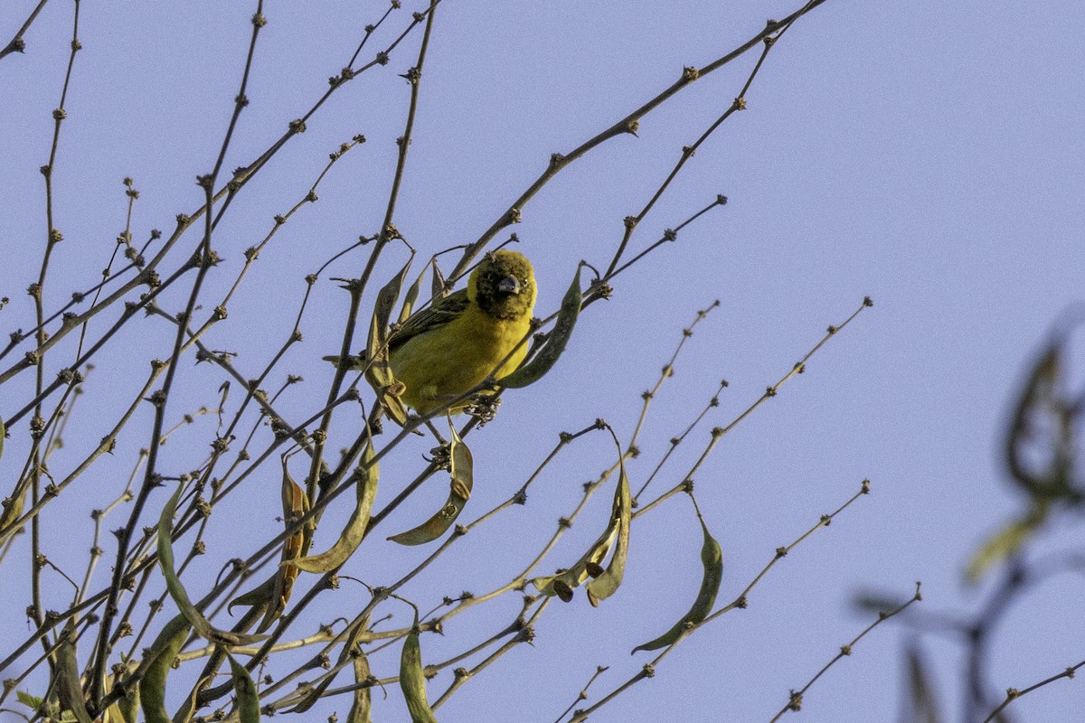 Lesser Masked-Weaver - ML625575118