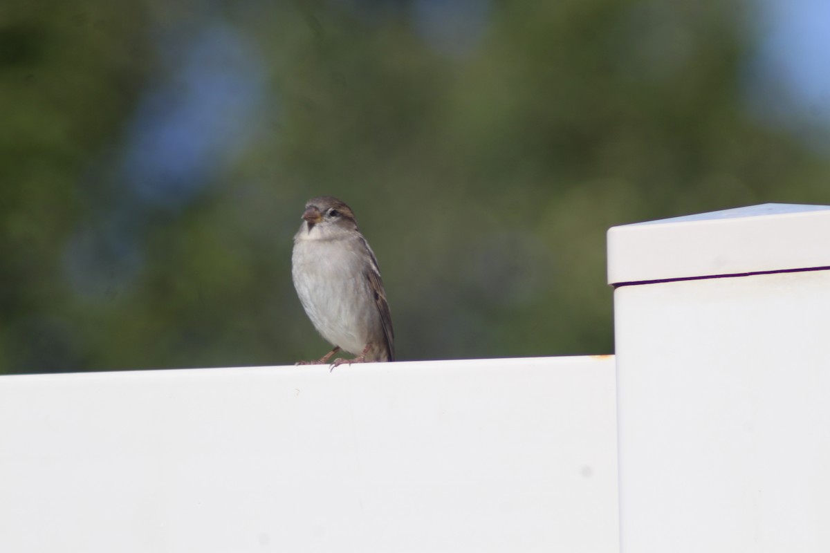 House Sparrow - ML625575119