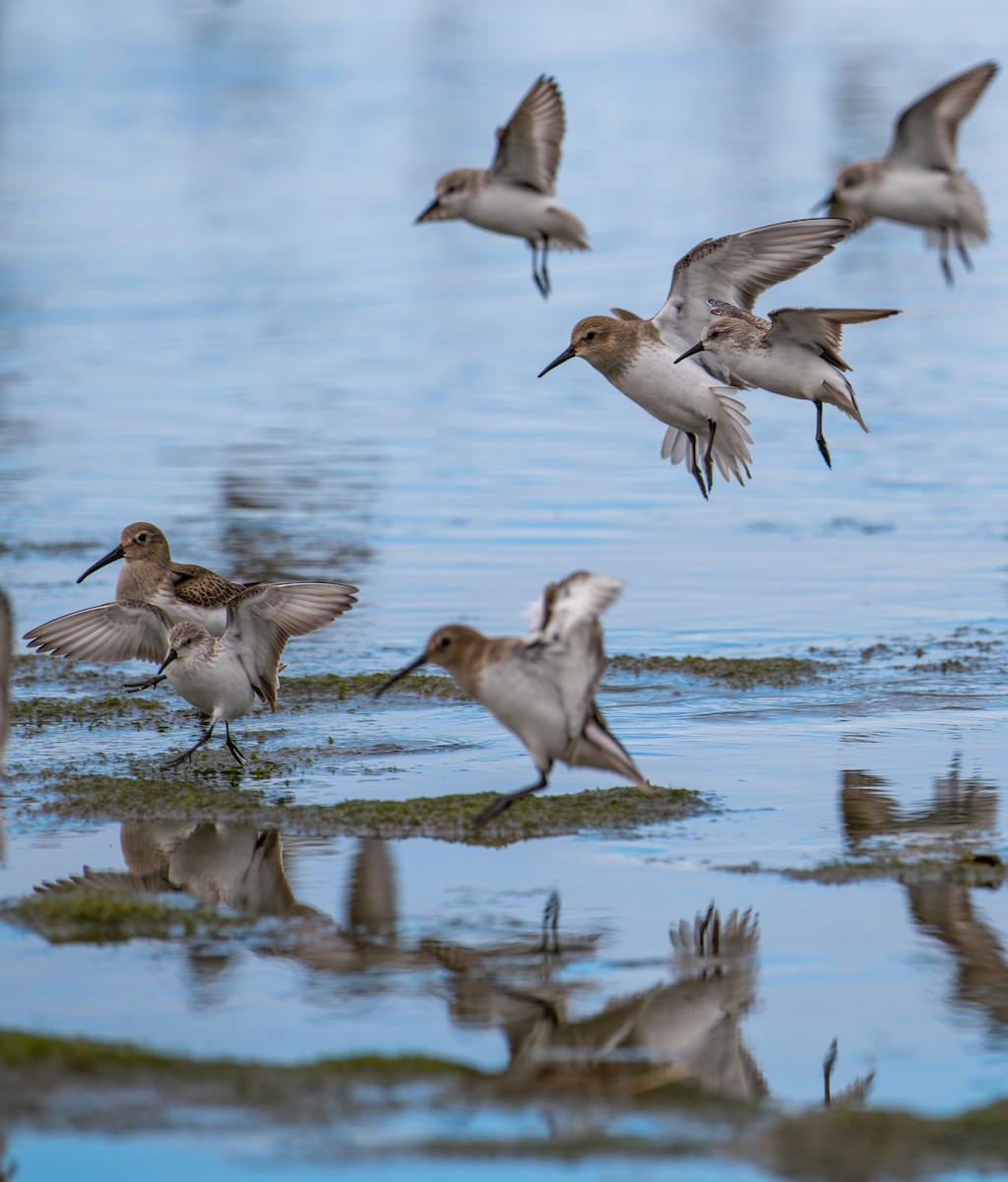 Western Sandpiper - francesca pastine