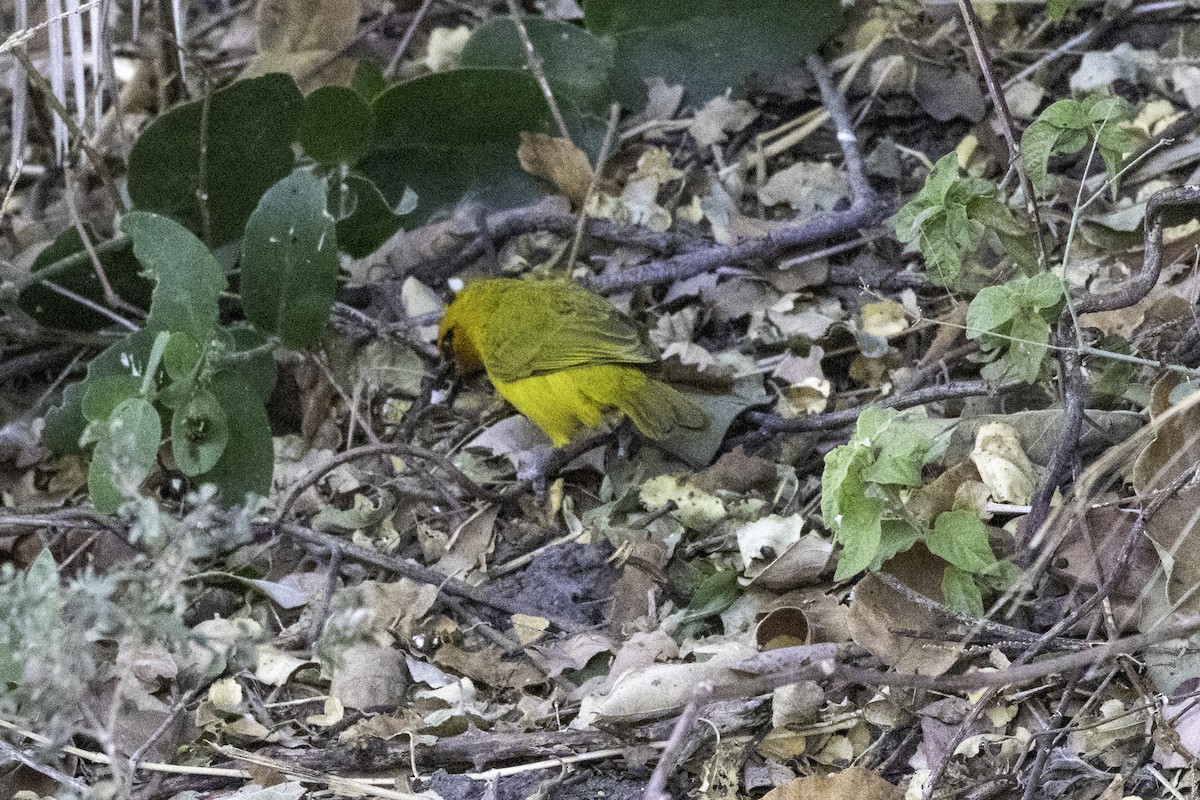 Spectacled Weaver (Yellow-throated) - ML625575122