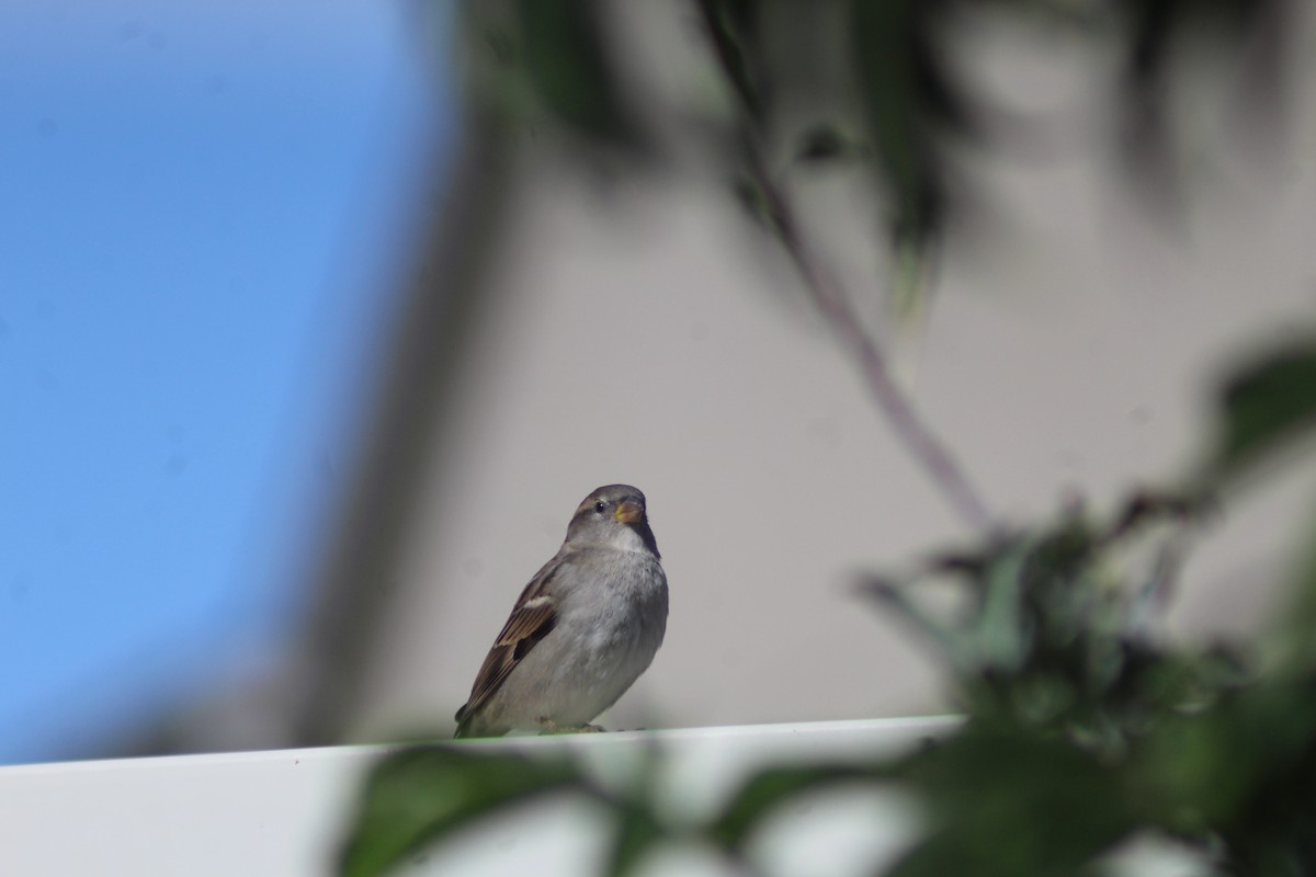 House Sparrow - ML625575123