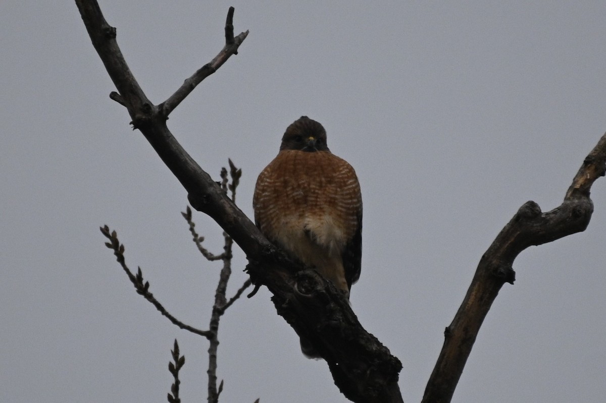 Red-shouldered Hawk - ML625575124