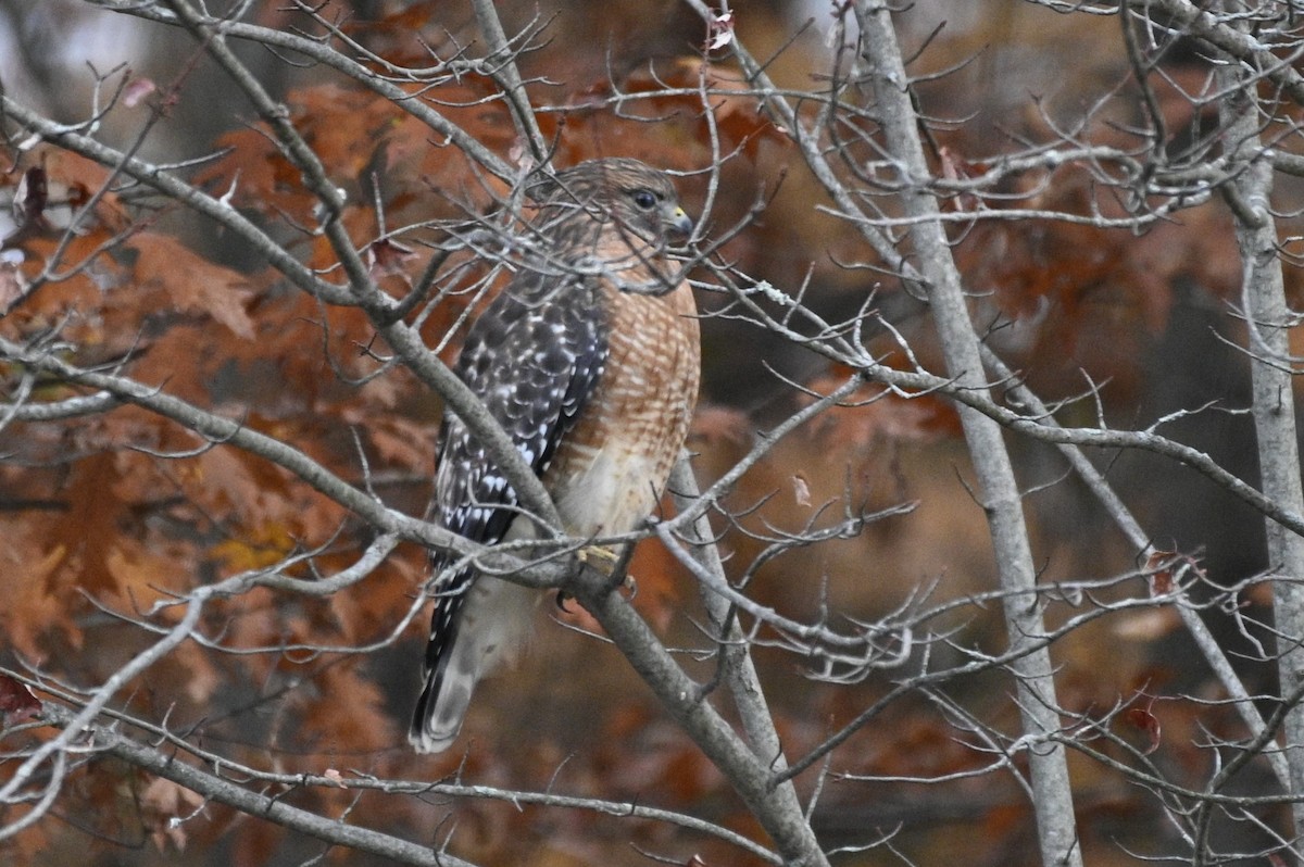 Red-shouldered Hawk - ML625575125