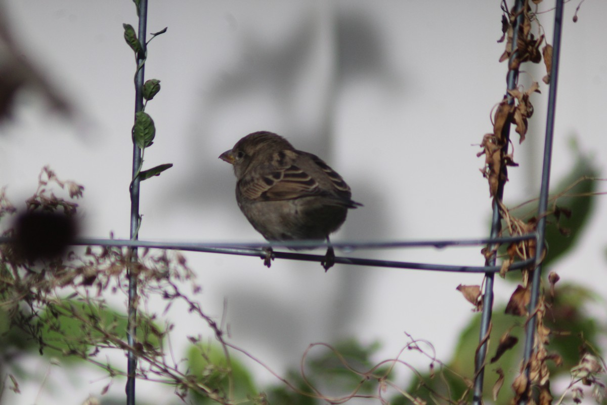 House Sparrow - ML625575126