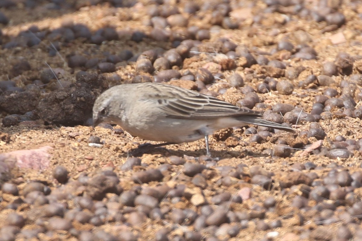 Ash-breasted Sierra Finch - ML625575127