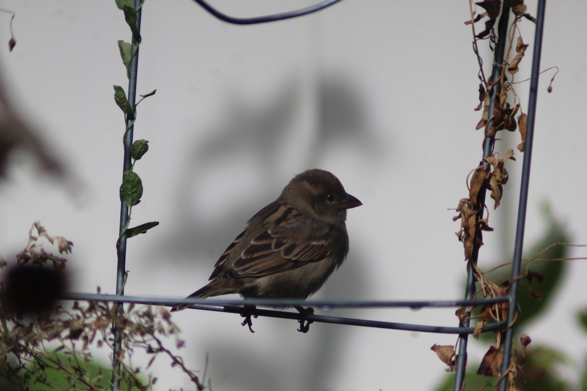 Moineau domestique - ML625575128