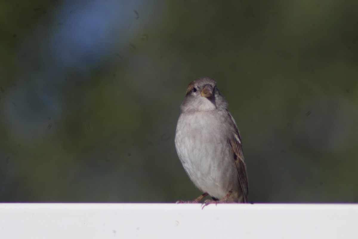 House Sparrow - ML625575129