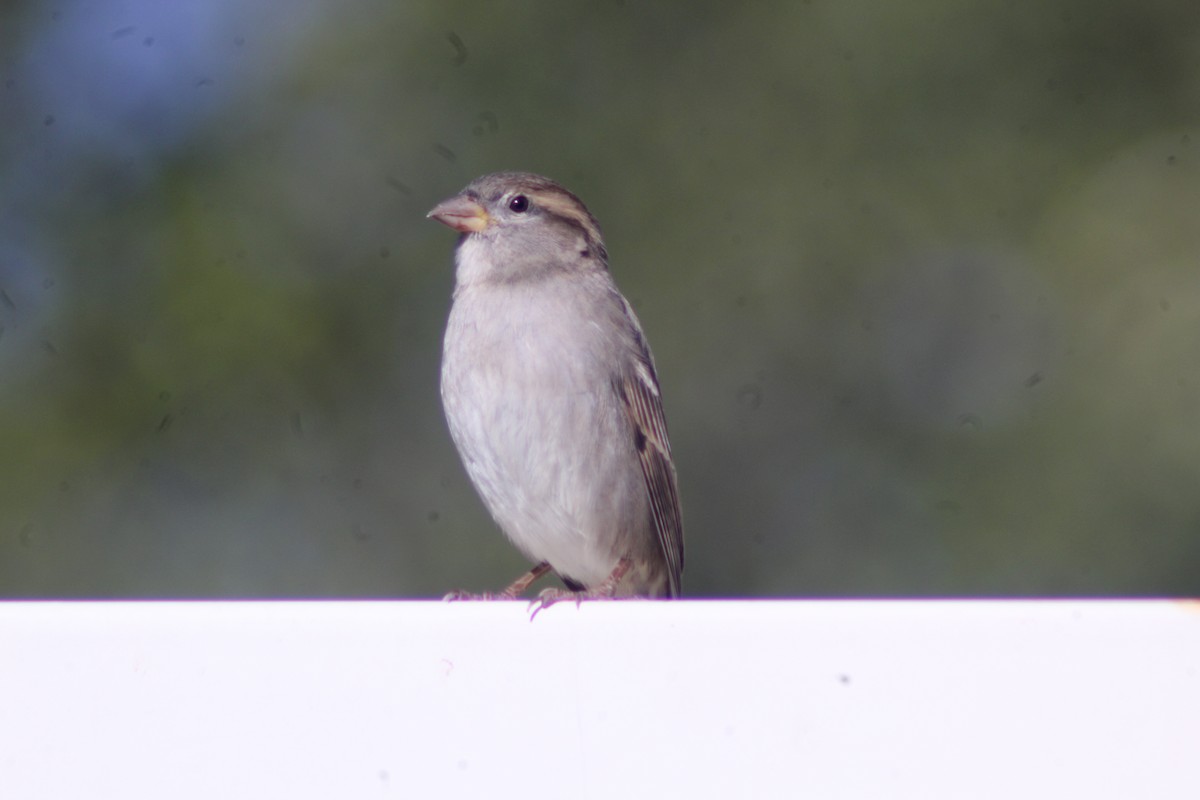 House Sparrow - ML625575130