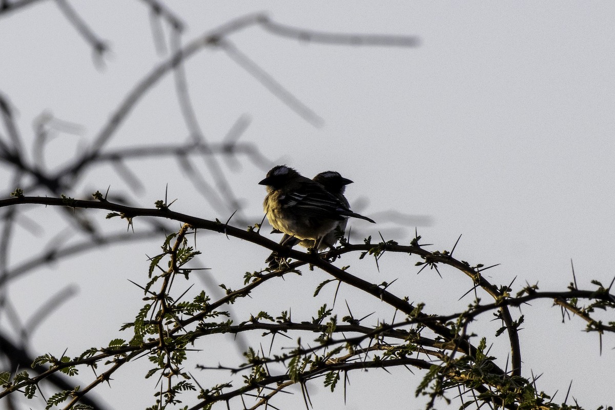 White-browed Sparrow-Weaver - ML625575131