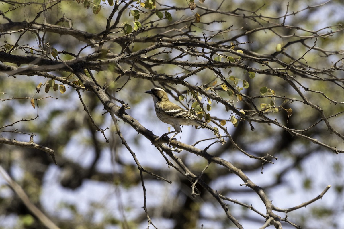 White-browed Sparrow-Weaver - ML625575132