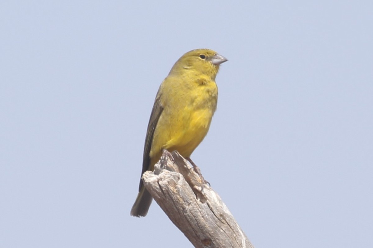 Greenish Yellow-Finch - ML625575134