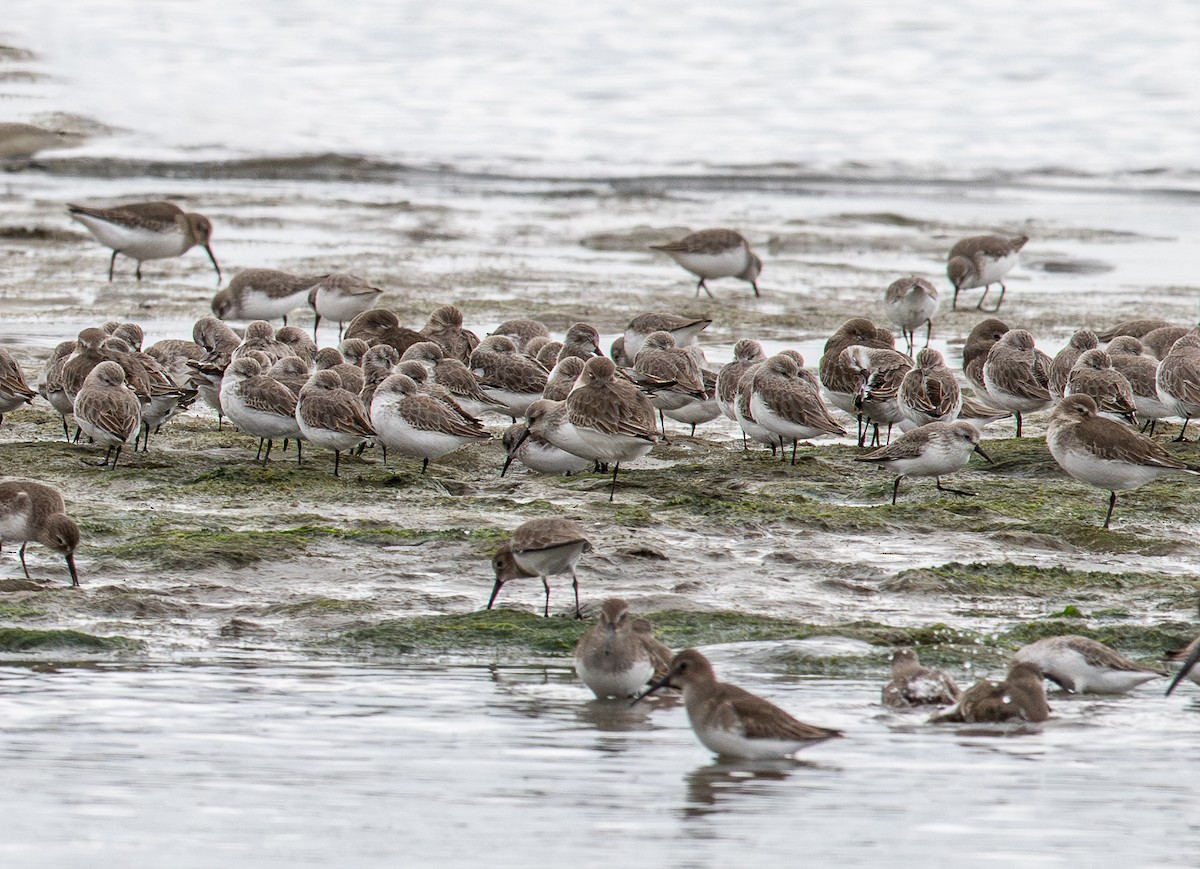 Western Sandpiper - ML625575140