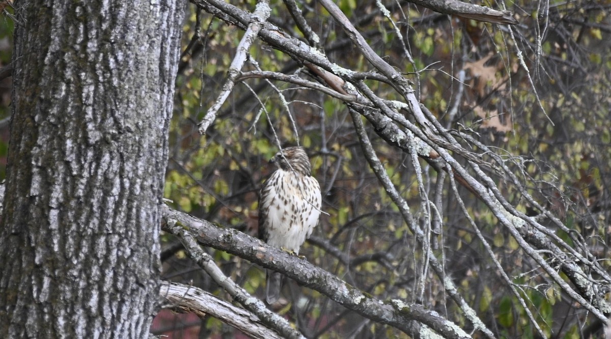 Rotschwanzbussard - ML625575141