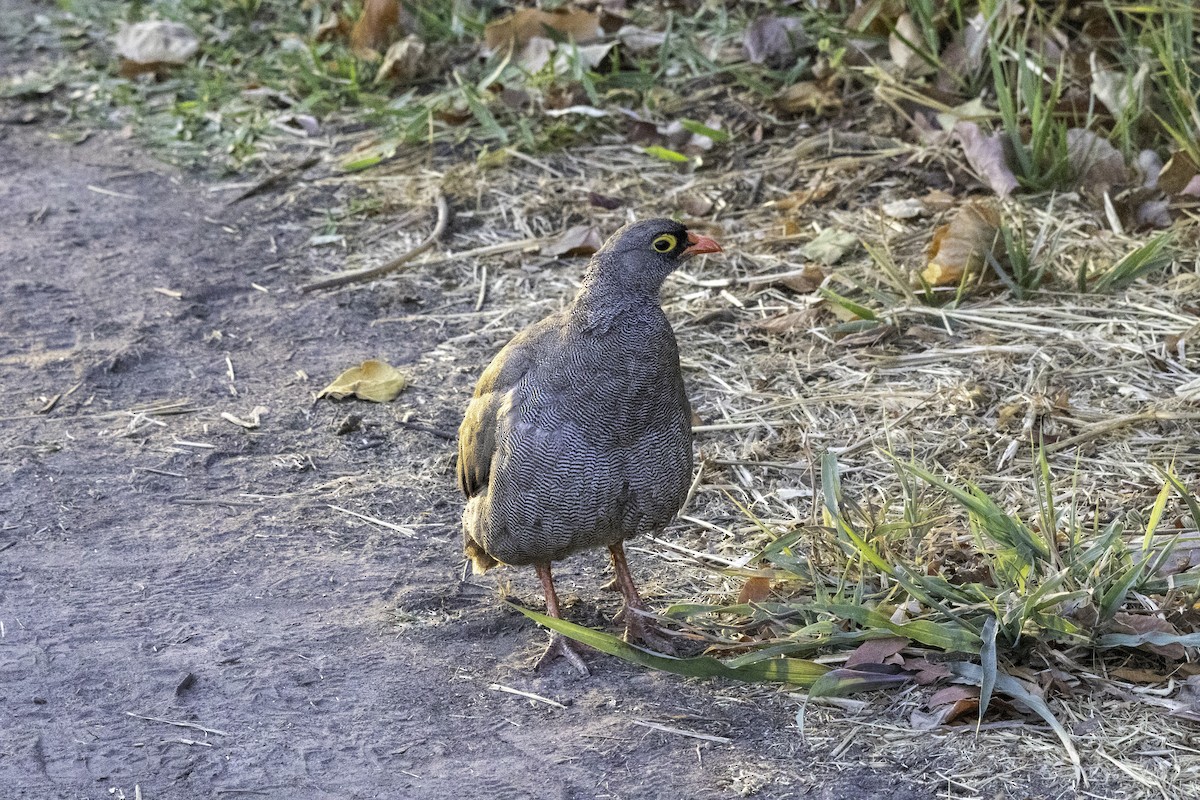 Red-billed Spurfowl - ML625575142