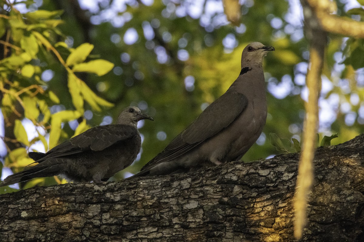 Red-eyed Dove - ML625575143