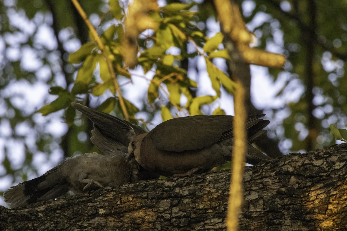 Red-eyed Dove - ML625575144